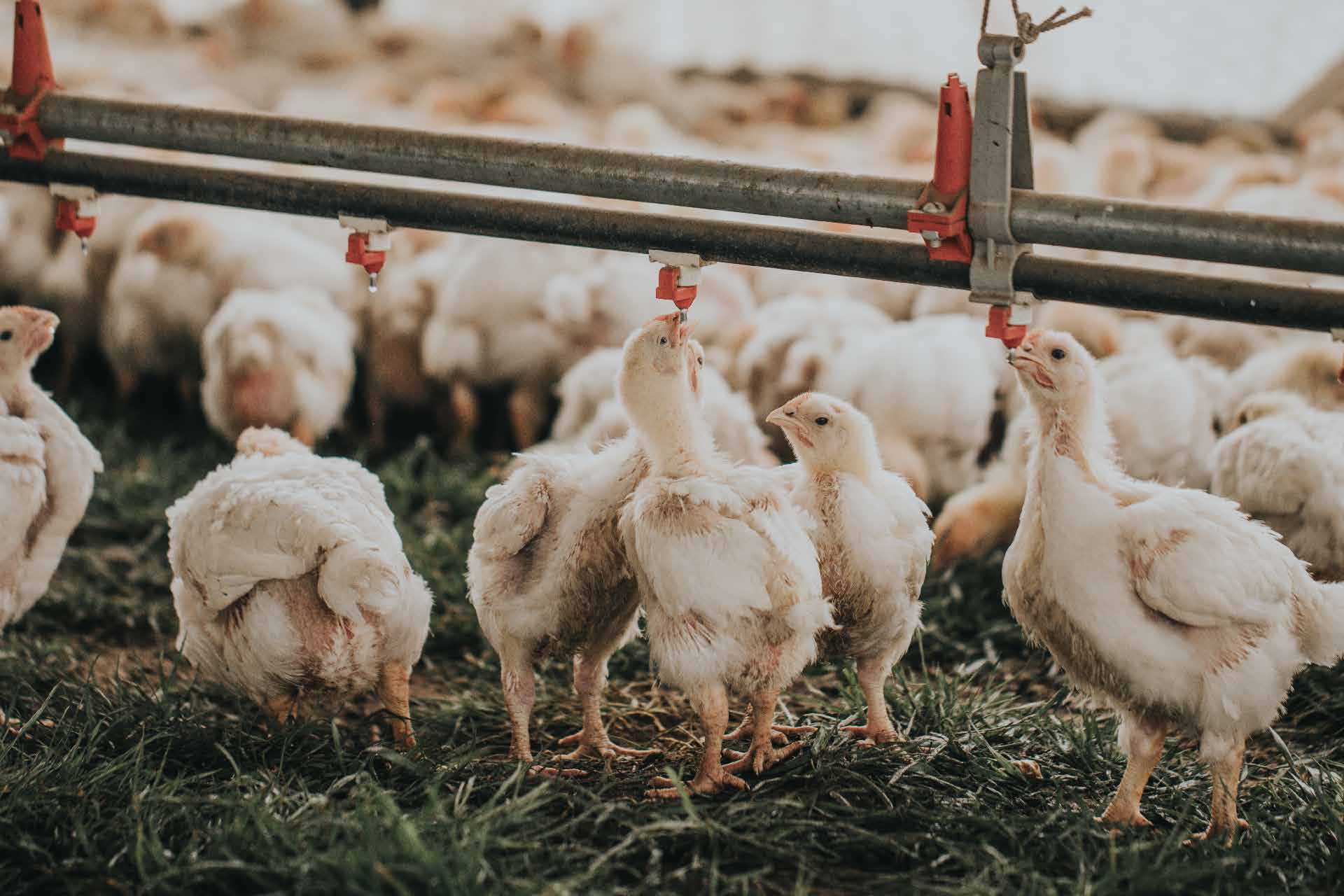 The Benefits Of Raising Animals On Pasture Pasturebird the-benefits-of-raising-animals-on-pasture-pasturebird