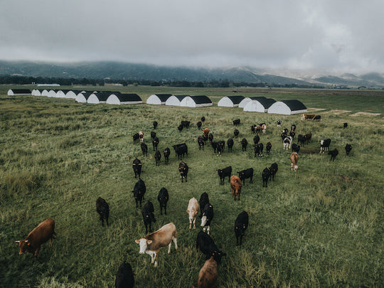 pasture raised vs grass fed