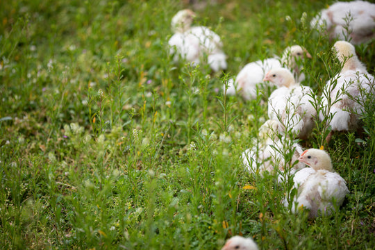 how is pasturebird different than free range