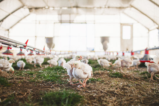 Why are Chickens Great Animals?