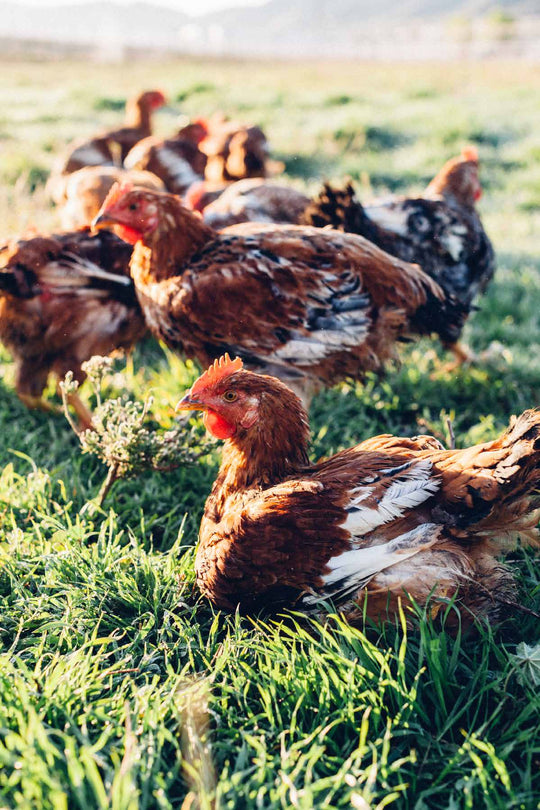 regenerative agriculture and pasture raised chicken