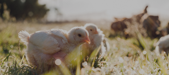 What is Pasture Raised Chicken?