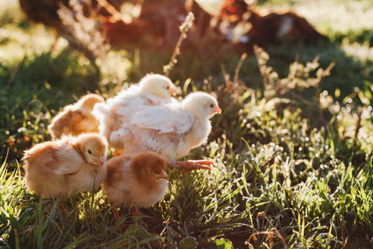 why chicken poop is the sh*t