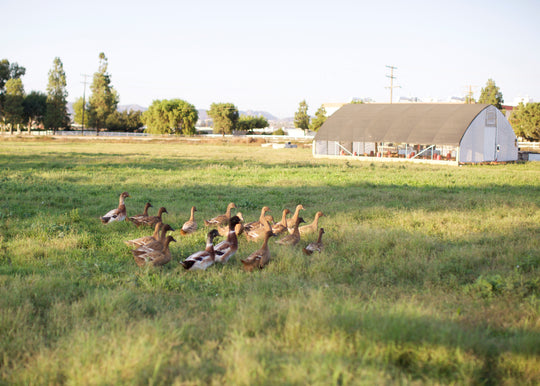 What is Regenerative Farming?